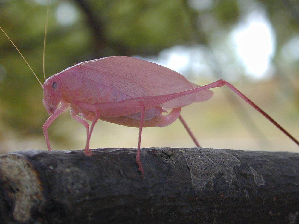 6 Serangga Berwarna Pink yang Unik, Lucu, dan Imut