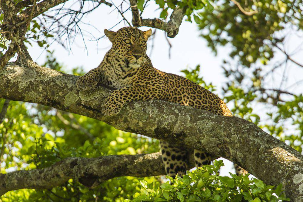 Macan tutul (commons.wikimedia.org/leopoldo de castro)
