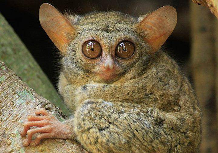 Pygmy tarsier (commons.wikimedia.org/Meldy Tamenge)