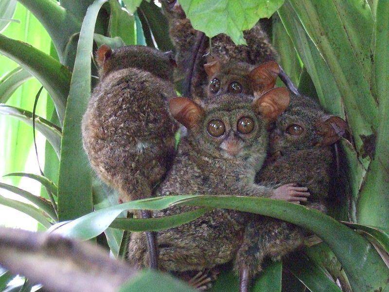 Pygmy tarsier (commons.wikimedia.org/Sakurai Midori)