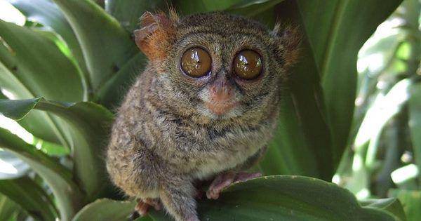Pygmy tarsier (commons.wikimedia.org/Sakurai Midori)