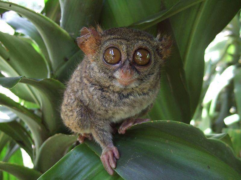 Pygmy tarsier (commons.wikimedia.org/Sakurai Midori)