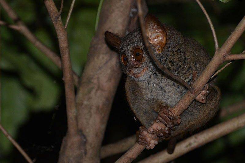 Pygmy tarsier (commons.wikimedia.org/Ariefrahman)