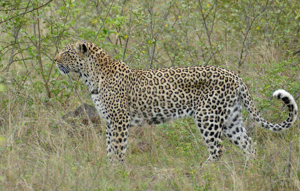 Macan tutul (commons.wikimedia.org/Bernard DUPONT)