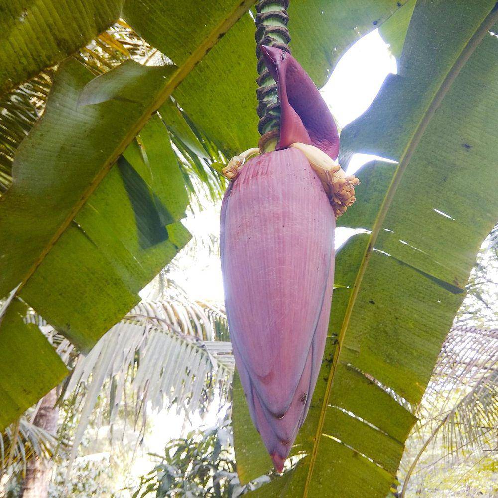 Ilustrasi Jantung Pisang (https://id.m.wikipedia.org/wiki/Berkas:Arya.jantung.pisang.jpeg)
