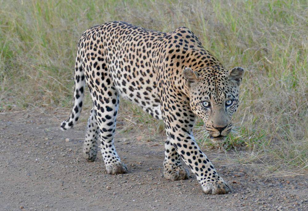 Macan tutul (commons.wikimedia.org/Bernard DUPONT)