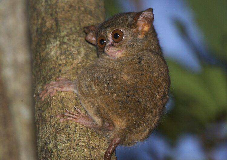 Pygmy tarsier (commons.wikimedia.org/Lip Kee Yap)
