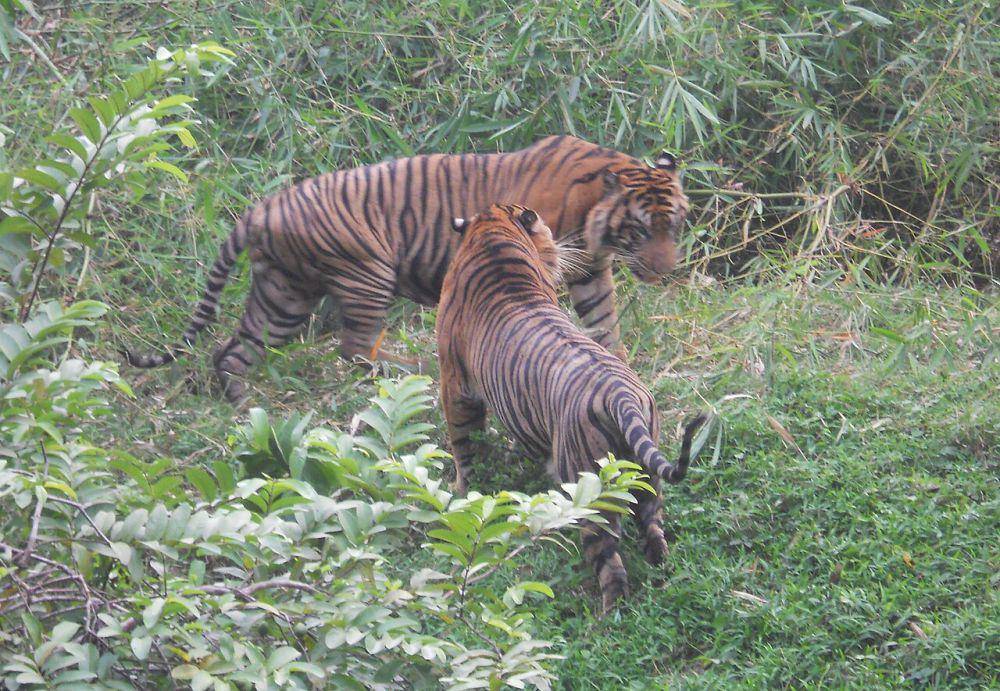 Harimau sumatra (commons.wikimedia.org/Marwan Mohamad)