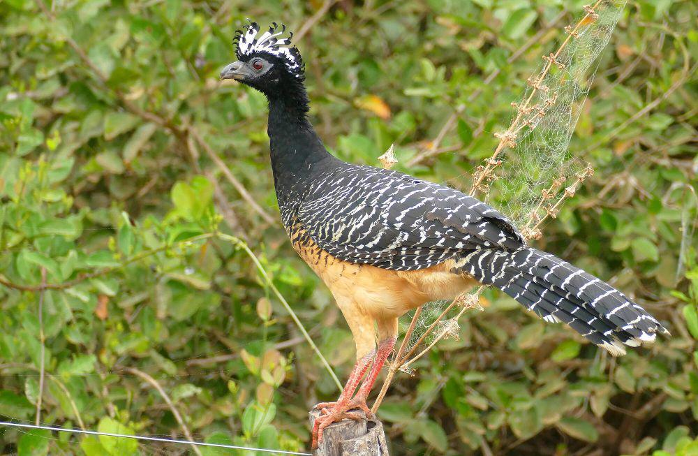 Bare-faced curassow betina (commons.m.wikimedia.org/Bernard Dupont)