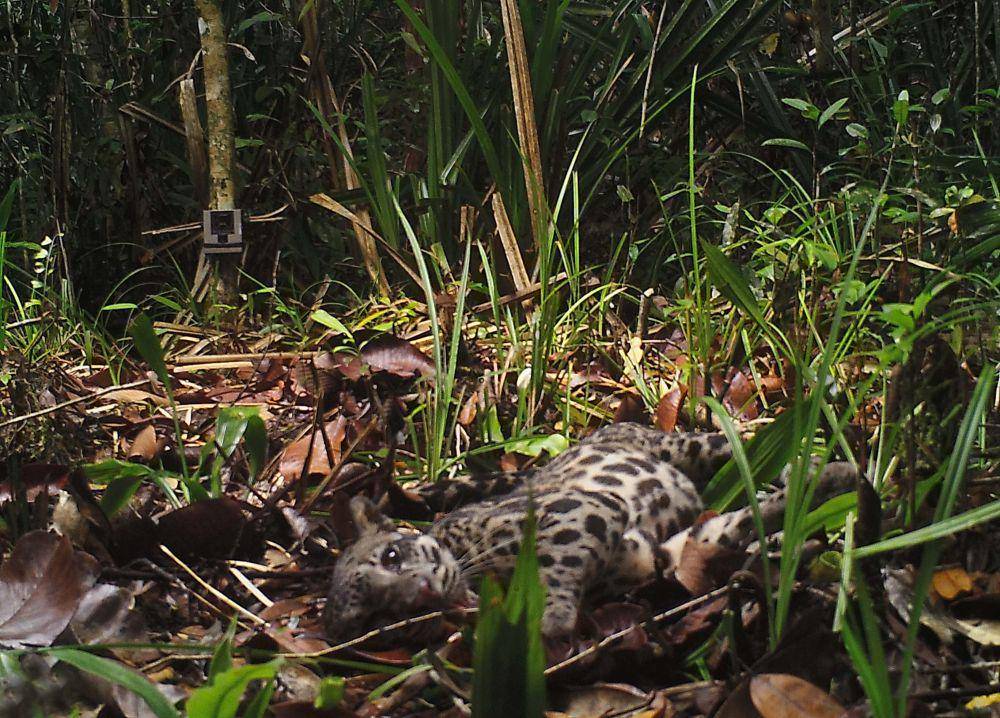 Macan dahan sunda (commons.wikimedia.org/Pt1979)
