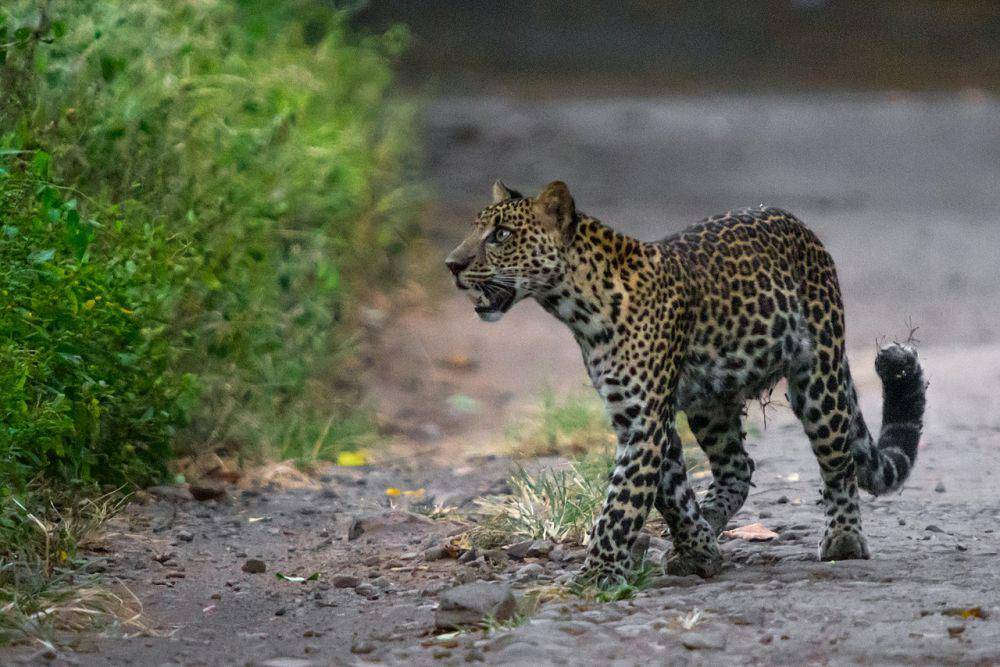 Macan tutul jawa (commons.wikimedia.org/Candra Firmansyah)