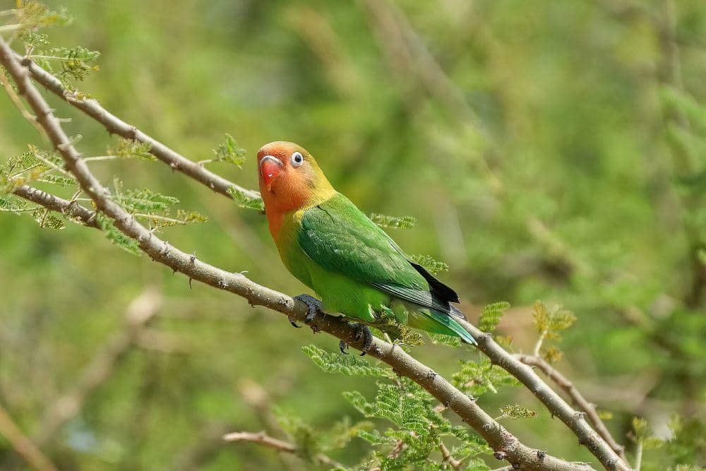 Fischer's lovebird (commons.m.wikimedia.org/Giles Laurent)
