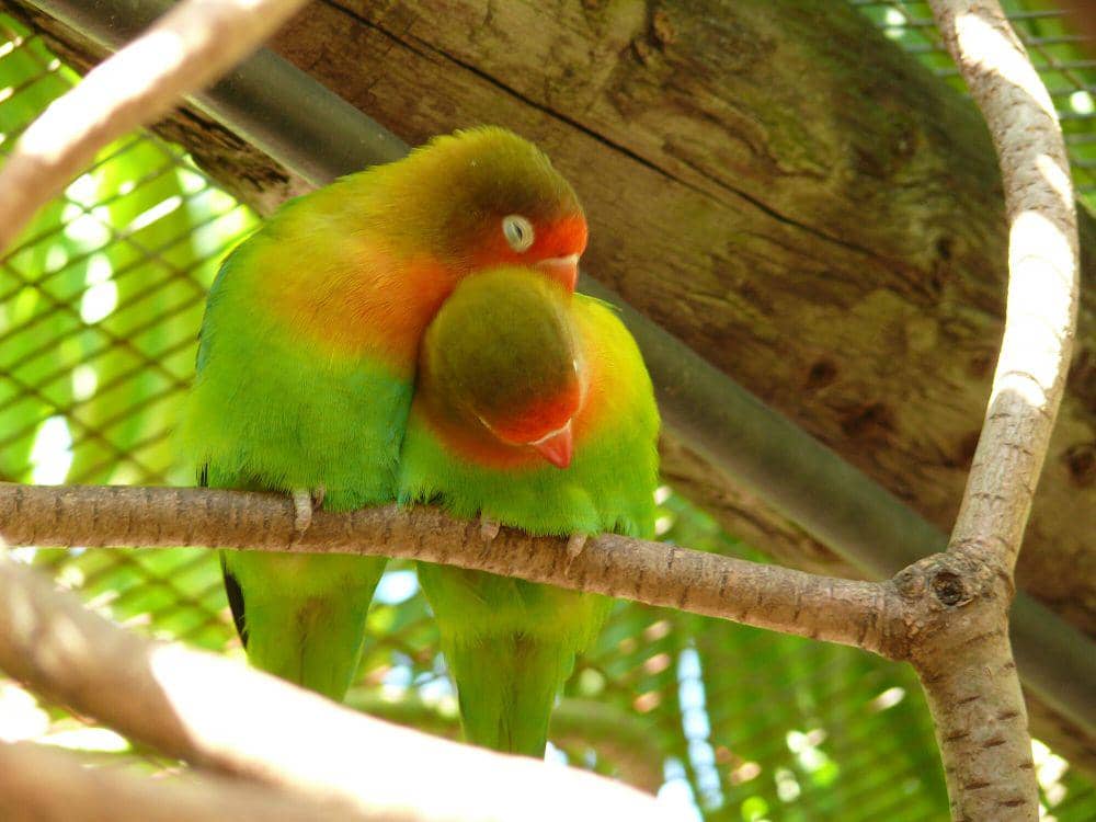 Fischer's lovebird (commons.m.wikimedia.org/Mara 1)