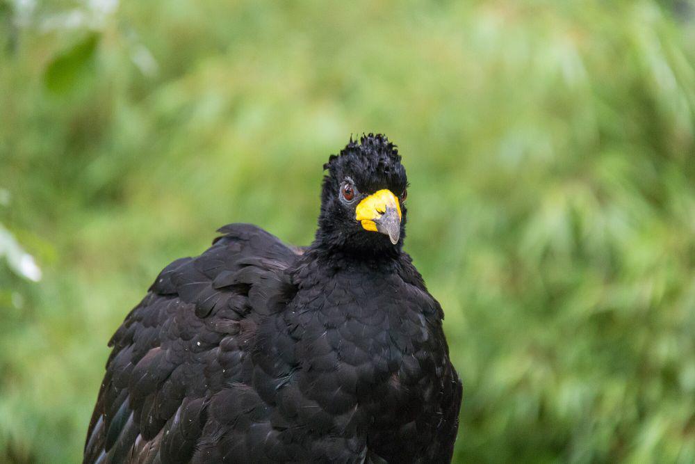 Bare-faced curassow jantan (commons.m.wikimedia.org/Susanne Nilsson)