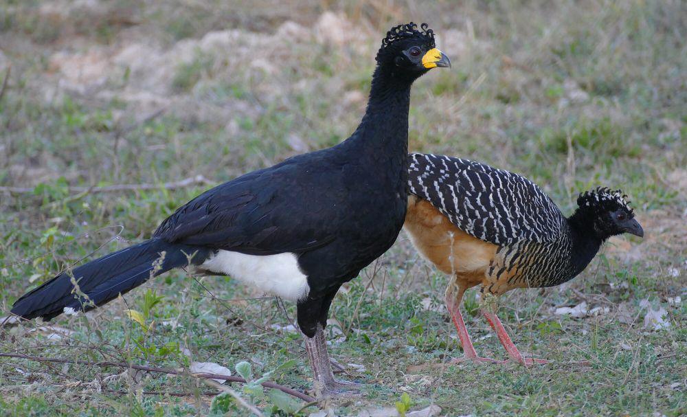 Bare-faced curassow jantan dan betina (commons.m.wikimedia.org/Bernard Dupont)