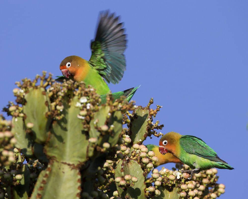 Fischer's lovebird (commons.m.wikimedia.org/Lip Kee)