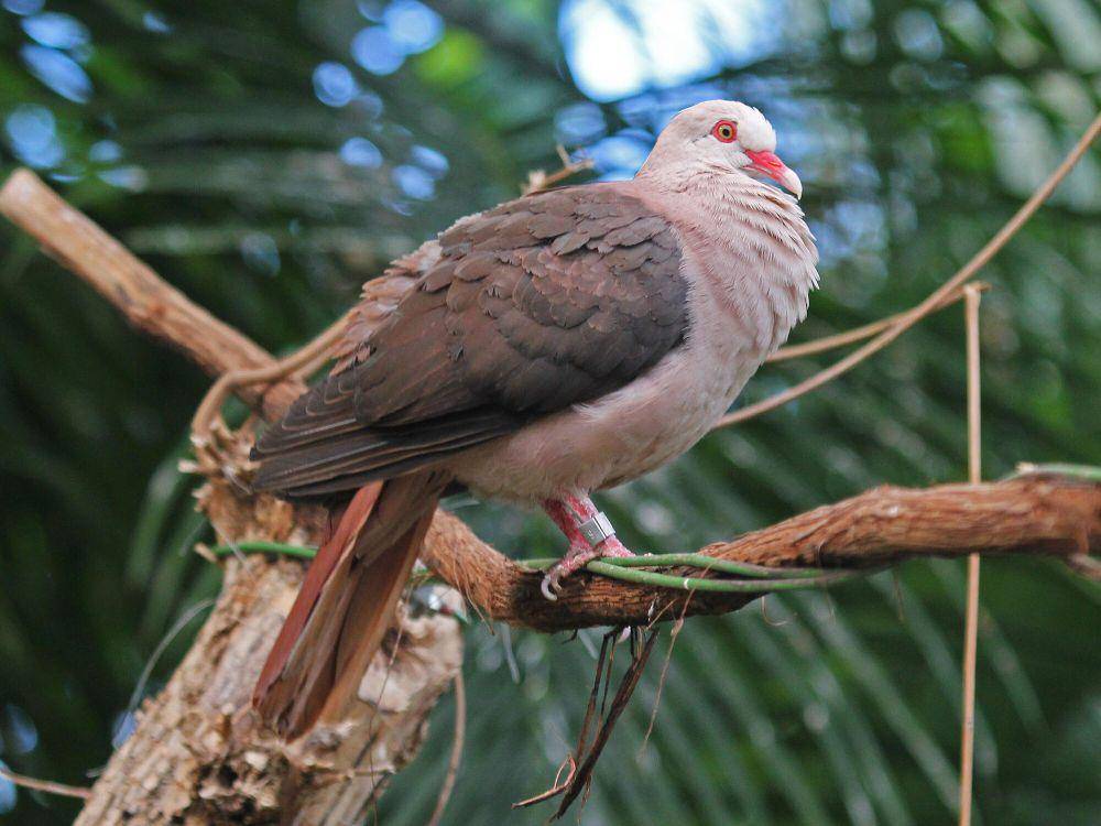 Merpati merah muda (commons.m.wikimedia.org/Dick Daniels)