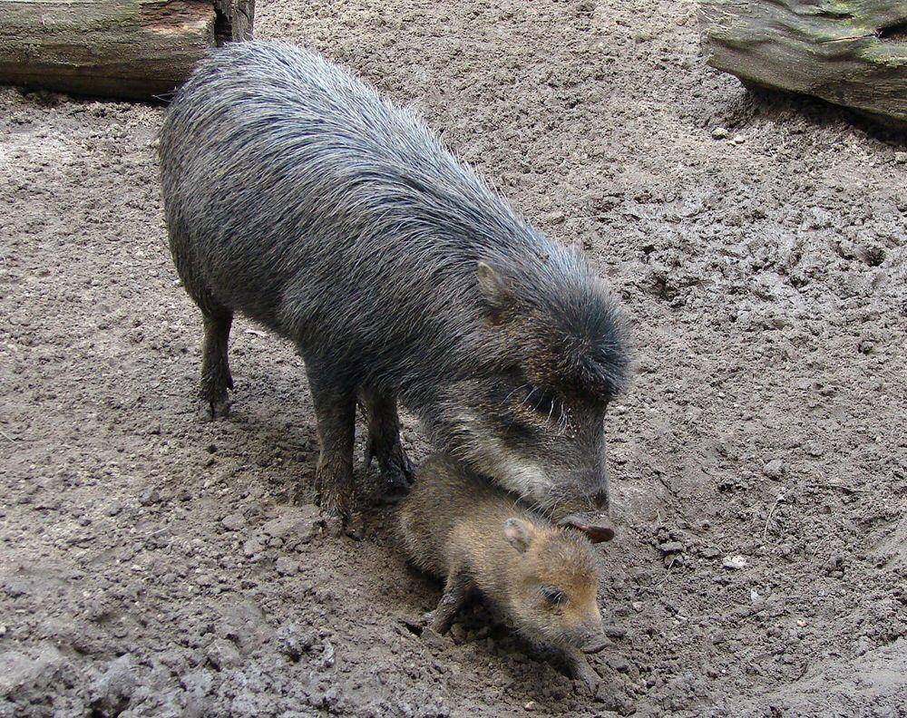 White-lipped peccary (commons.m.wikimedia.org/Chrumps)