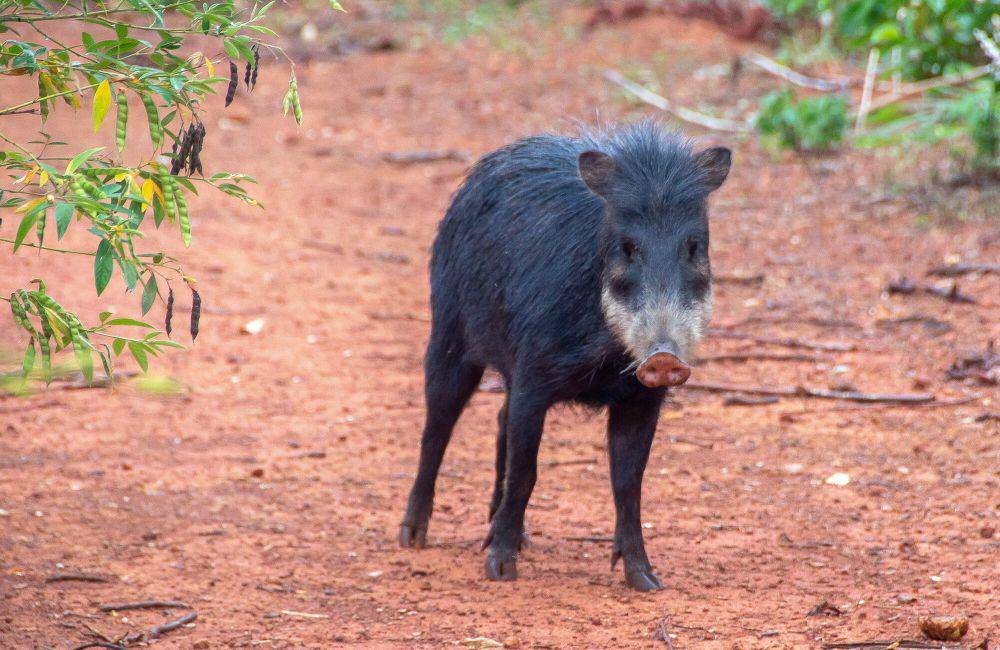 White-lipped peccary (commons.m.wikimedia.org/Whaldener Endo)