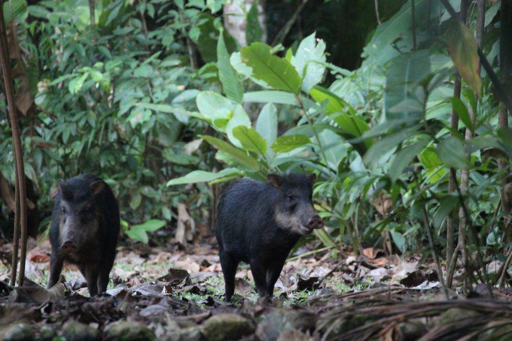 White-lipped peccary (commons.m.wikimedia.org/Rob Foster)