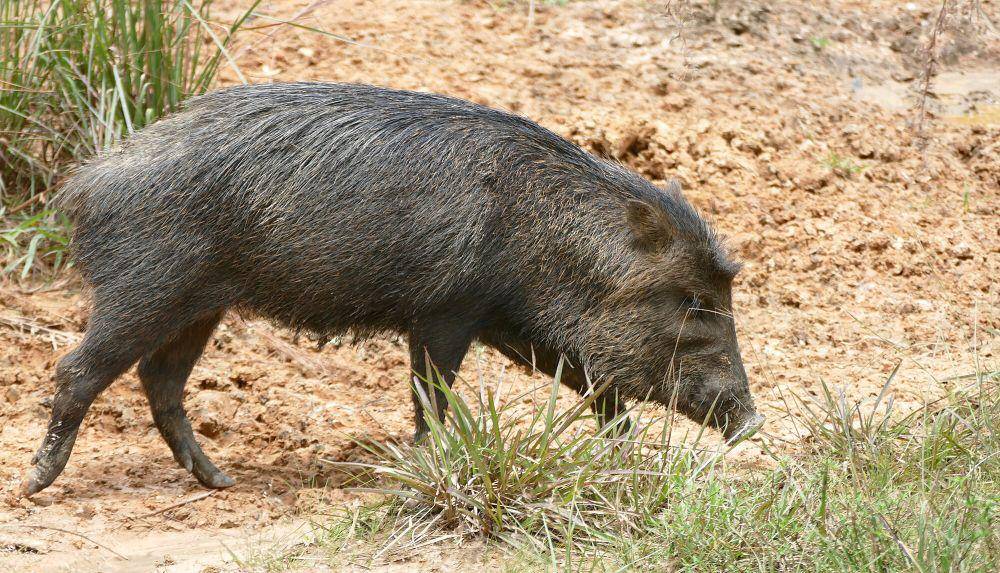 White-lipped peccary (commons.m.wikimedia.org/Bernard Dupont)