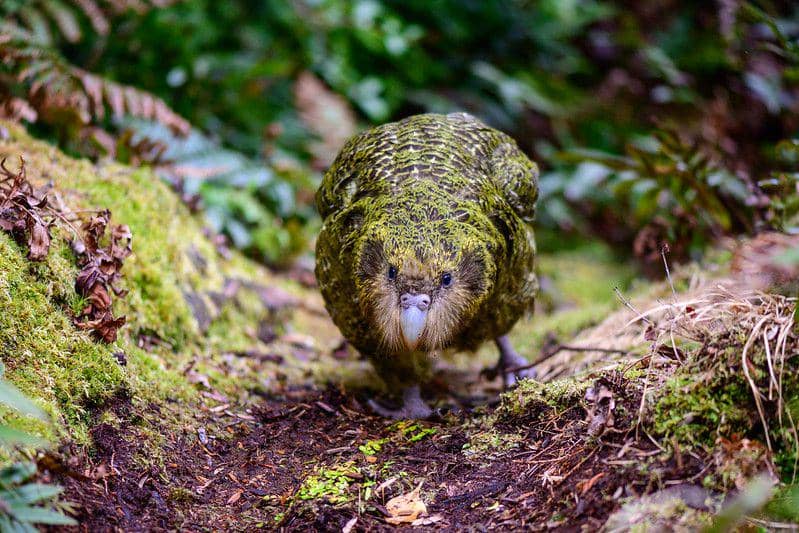 ilustrasi kakapo (flickr.com/Jake Osborne)