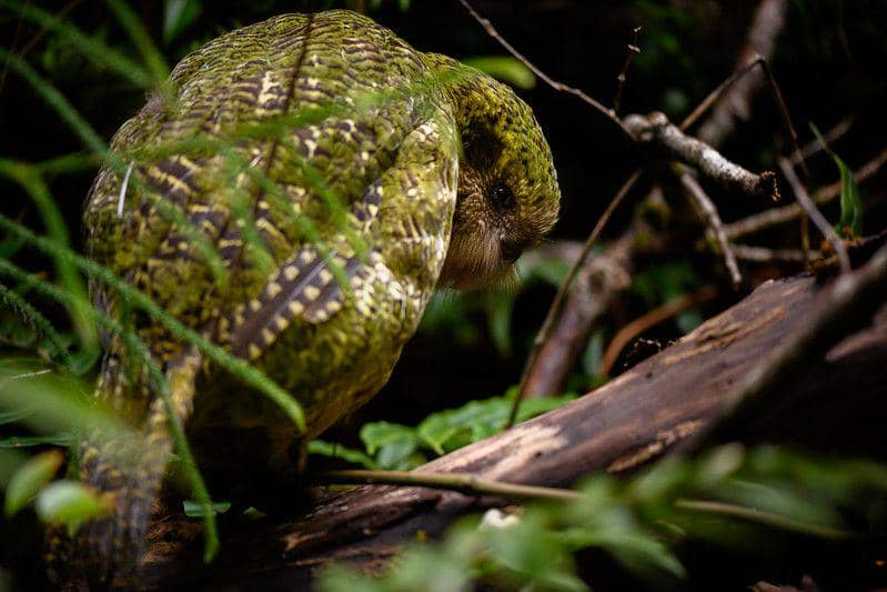 ilustrasi kakapo (flickr.com/Jake Osborne)