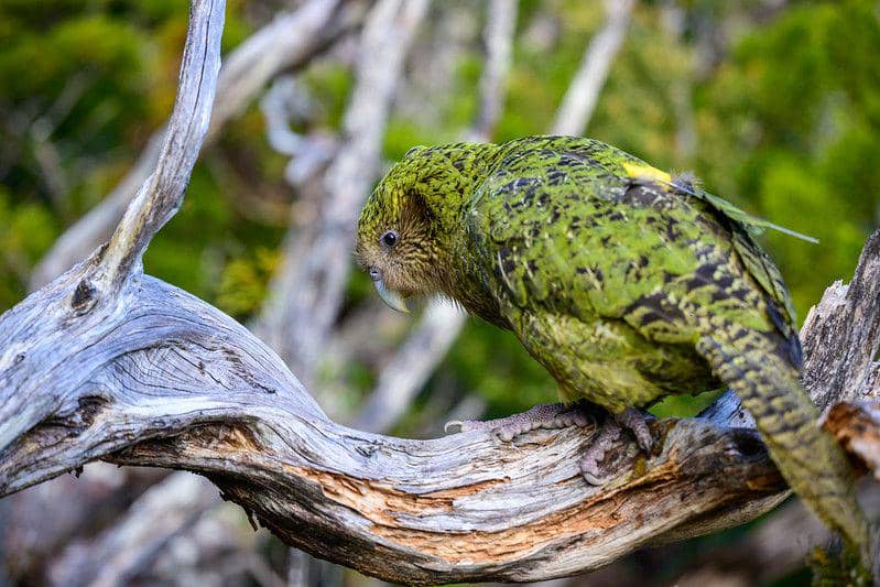 ilustrasi kakapo (flickr.com/Jake Osborne)
