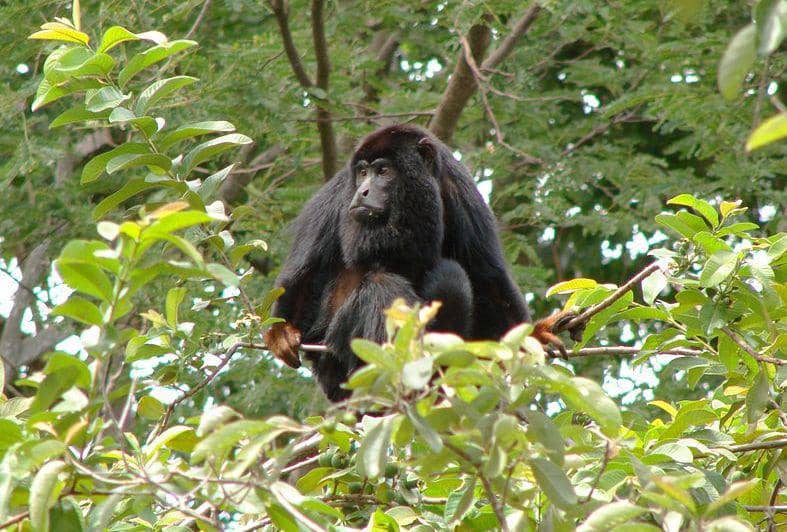 Amazon black howler (commons.wikimedia.org/Sidney Dantas)