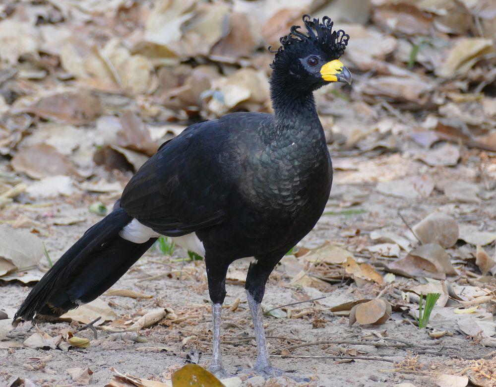Bare-faced curassow (commons.m.wikimedia.org/Bernard Dupont)