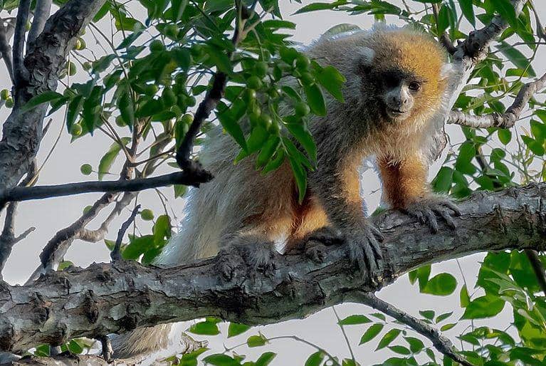 Mato grosso titi (commons.wikimedia.org/Hector Bottai)