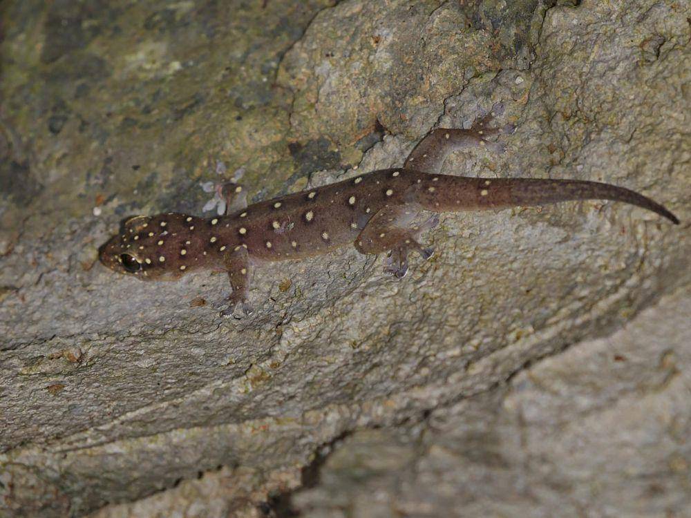 Cecak cakar empat berekor sempit (commons.wikimedia.org/ian_dugdale)