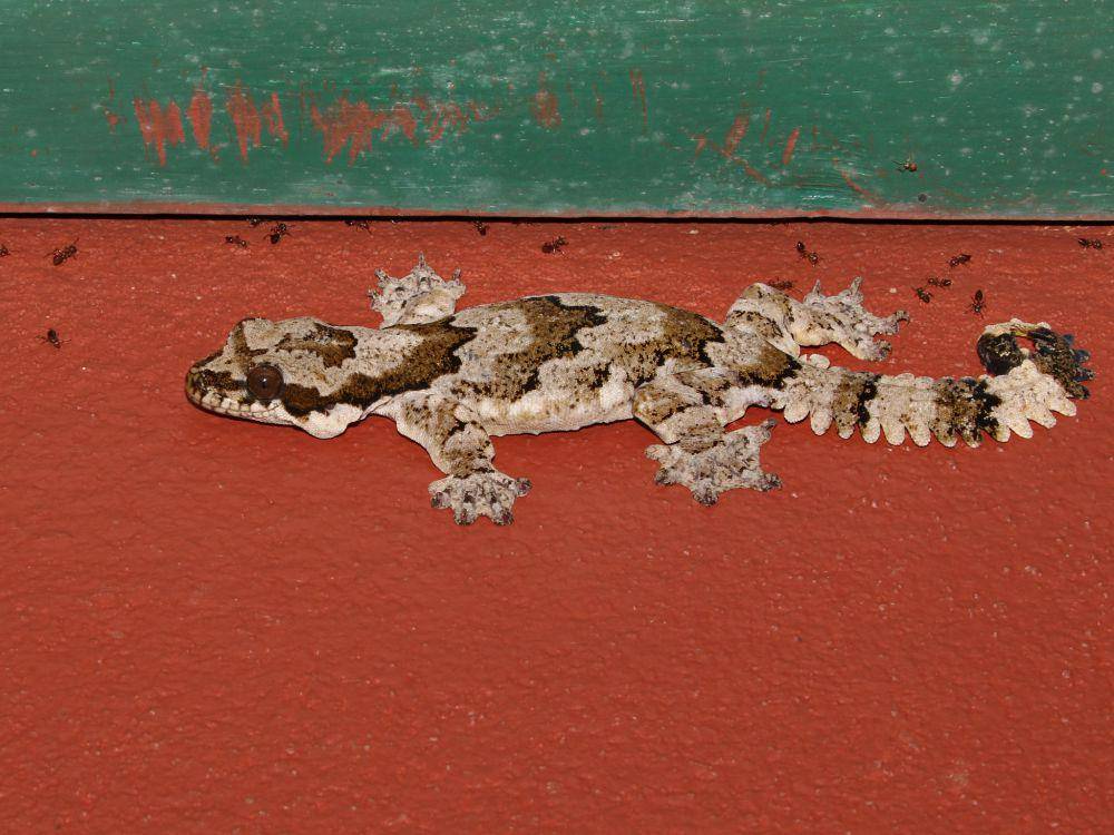 Cecak terbang kaeng krachan (commons.wikimedia.org/ian_dugdale)