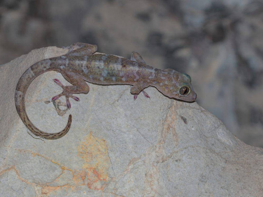 Cecak gua lauhachinda (commons.wikimedia.org/ian_dugdale)