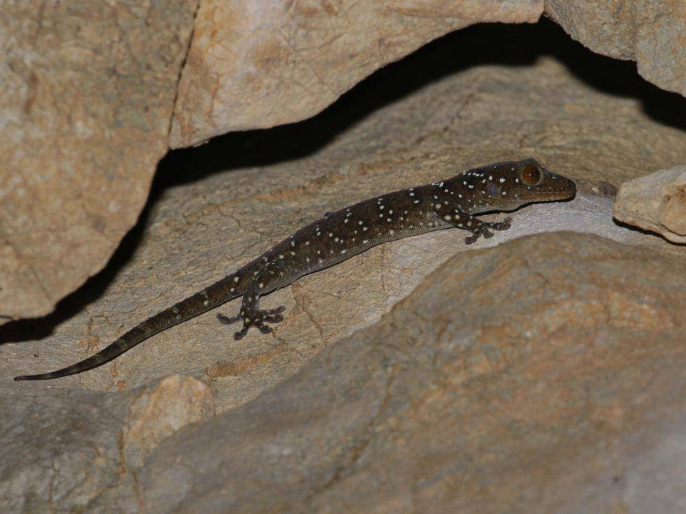 Cecak mata merah nutaphand (commons.wikimedia.org/ian_dugdale)