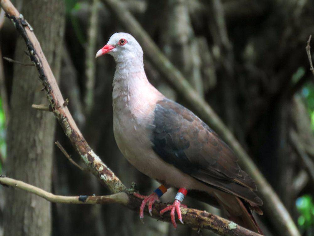 Merpati merah muda (inaturalist.org/Emanuele Santarelli)