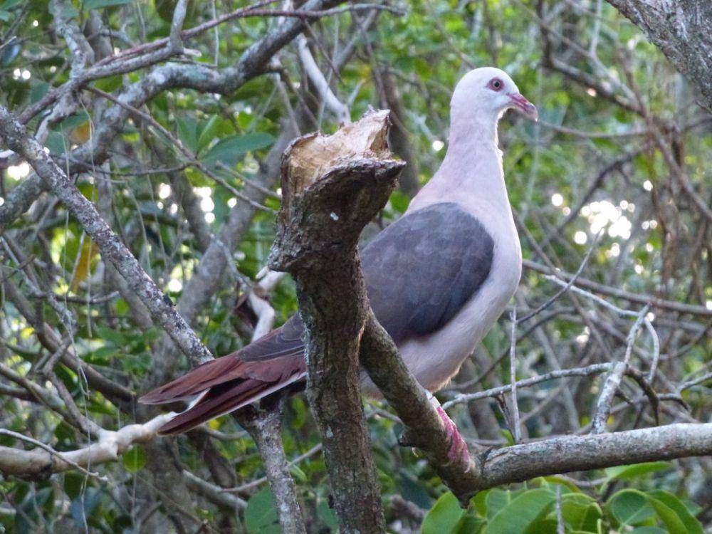 Merpati merah muda (inaturalist.org/Eliane Kupfer)