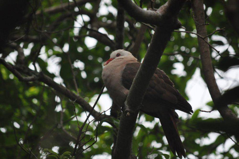 Merpati merah muda (inaturalist.org/Wouter van Landuyt)