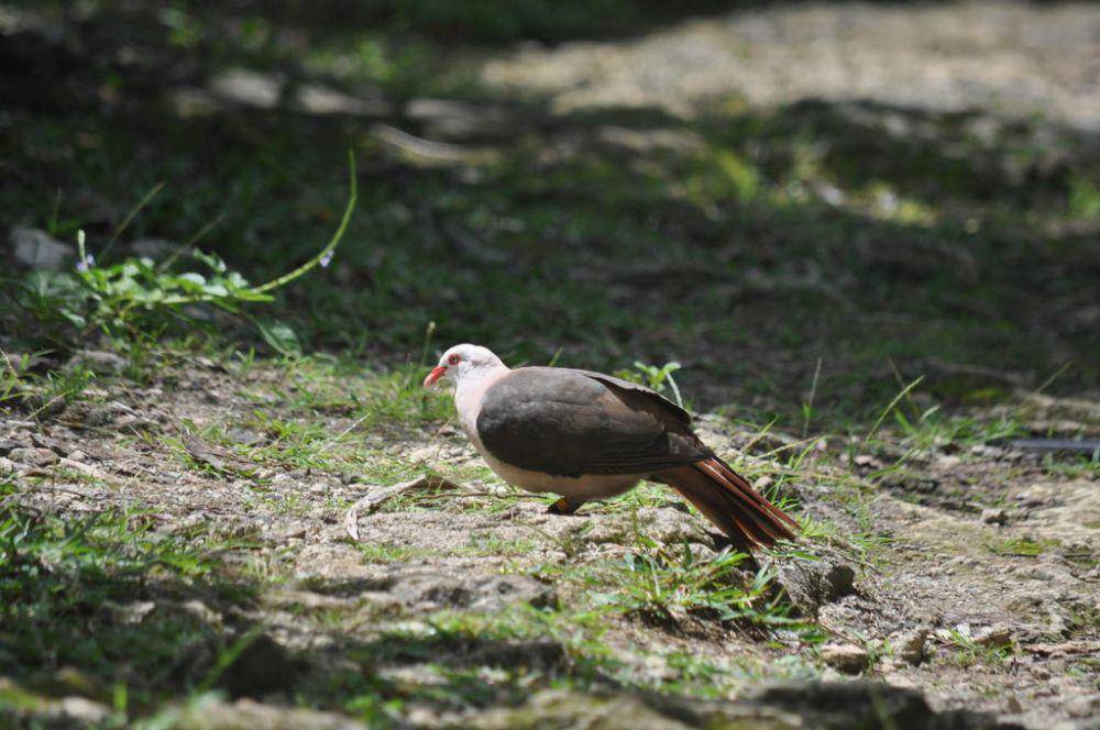 Merpati merah muda (inaturalist.org/Wouter van Landuyt)