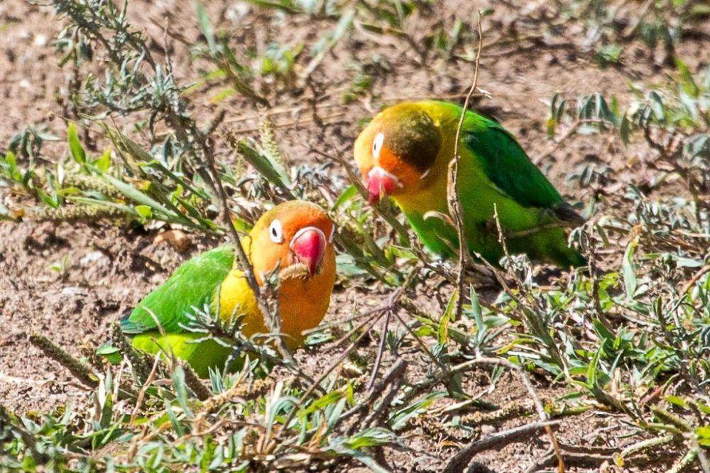 Fischer's lovebird (inaturalist.org/Dan Harville)