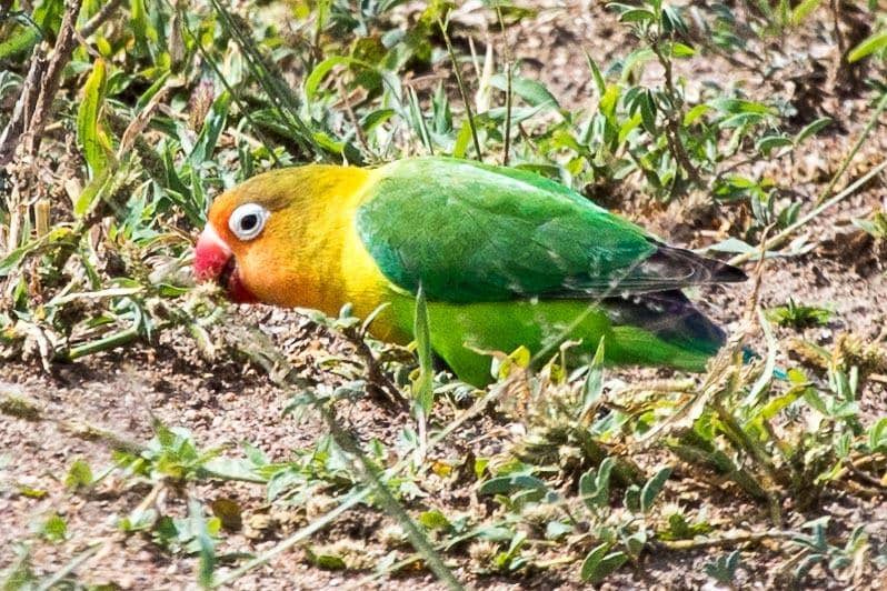 Fischer's lovebird (inaturalist.org/Dan Harville)