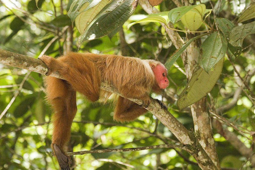 Araca uakari (inaturalist.nz)