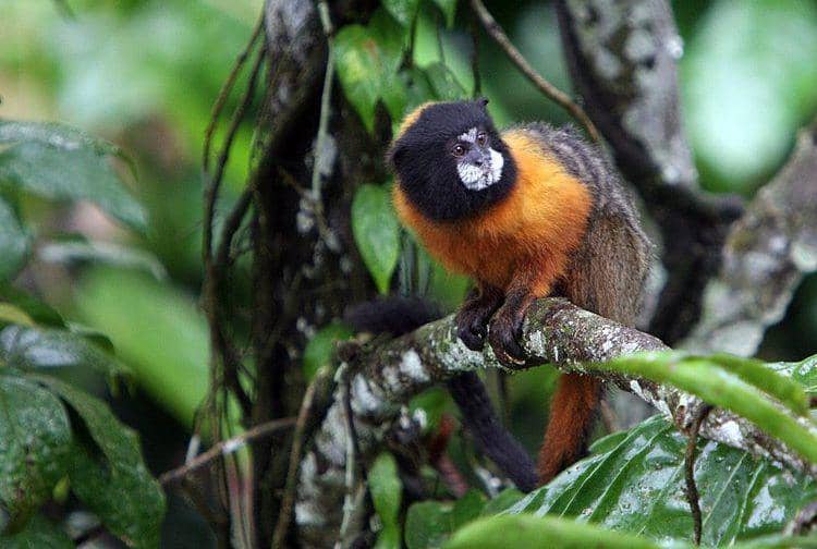 Andean saddle back tamarin (commons.wikimedia.org/Lowjumpingfrog)