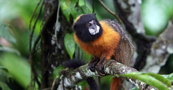 4 Spesies Monyet yang Berhabitat di Brasil, Ada Bertubuh Mini!