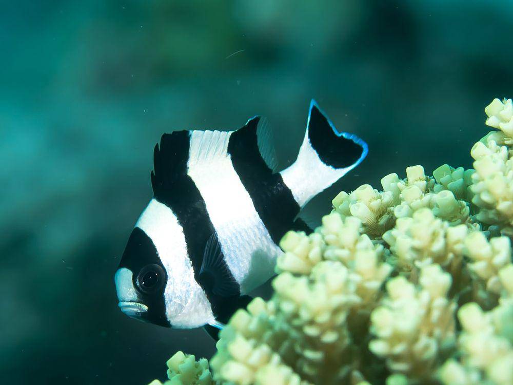 ilustrasi Dascyllus melanurus (commons.wikimedia.org/Rickard Zerpe)