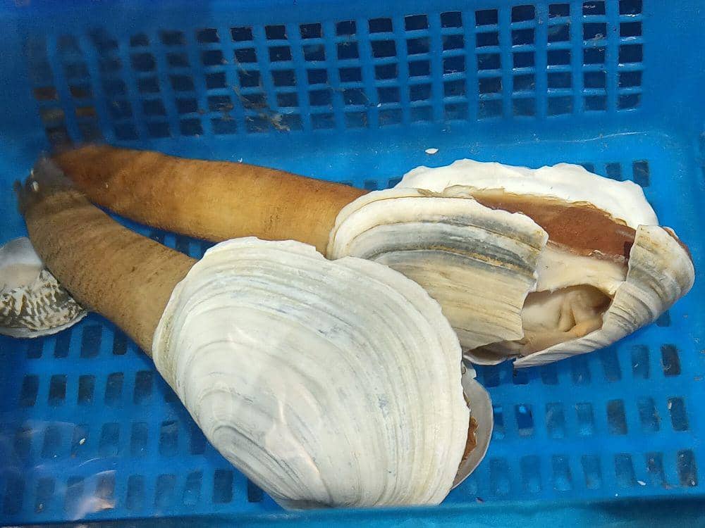 Geoduck (commons.m.wikimedia.org/Fumikas Sagisavas)