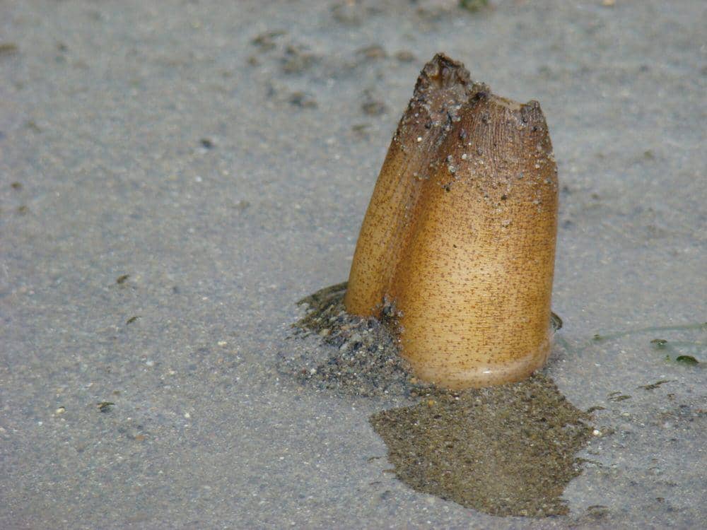 Geoduck (commons.m.wikimedia.org/Jeff)