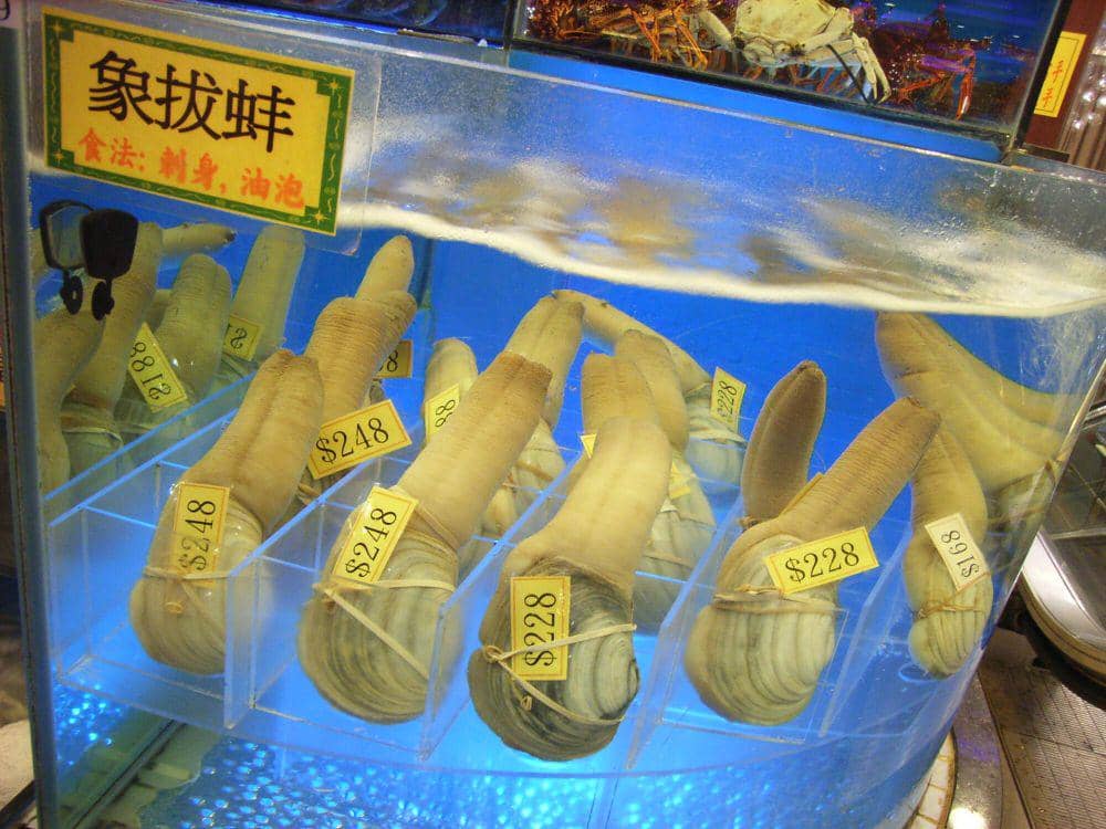 Geoduck (commons.m.wikimedia.org/Starest Westst)