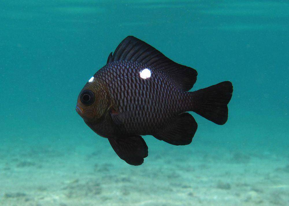 ilustrasi Dascyllus trimaculatus (commons.wikimedia.org/Philippe Bourjon)