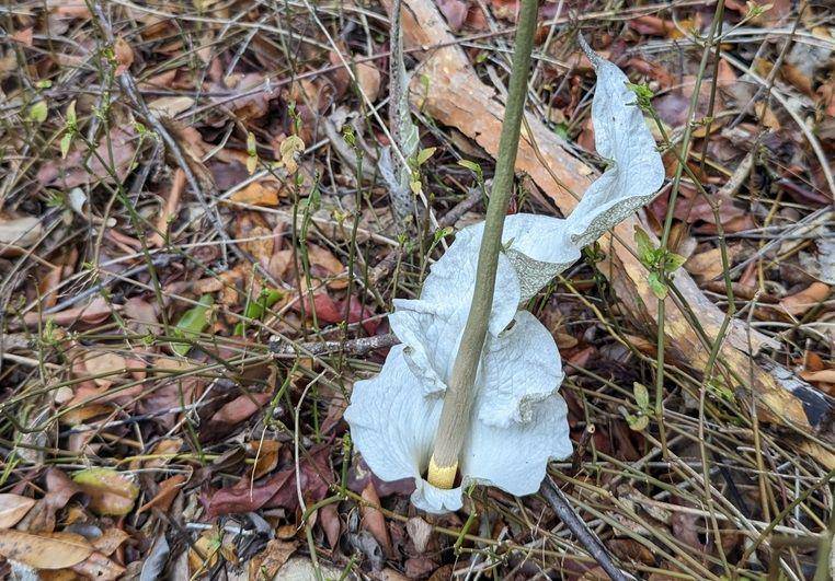 ilustrasi Amorphophallus ankarana (inaturalist.org/danielaustin)